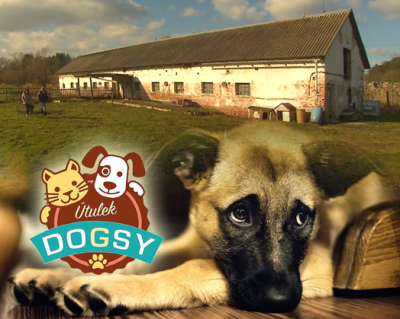Útulek Dogsy - zkusíme opravit střechu